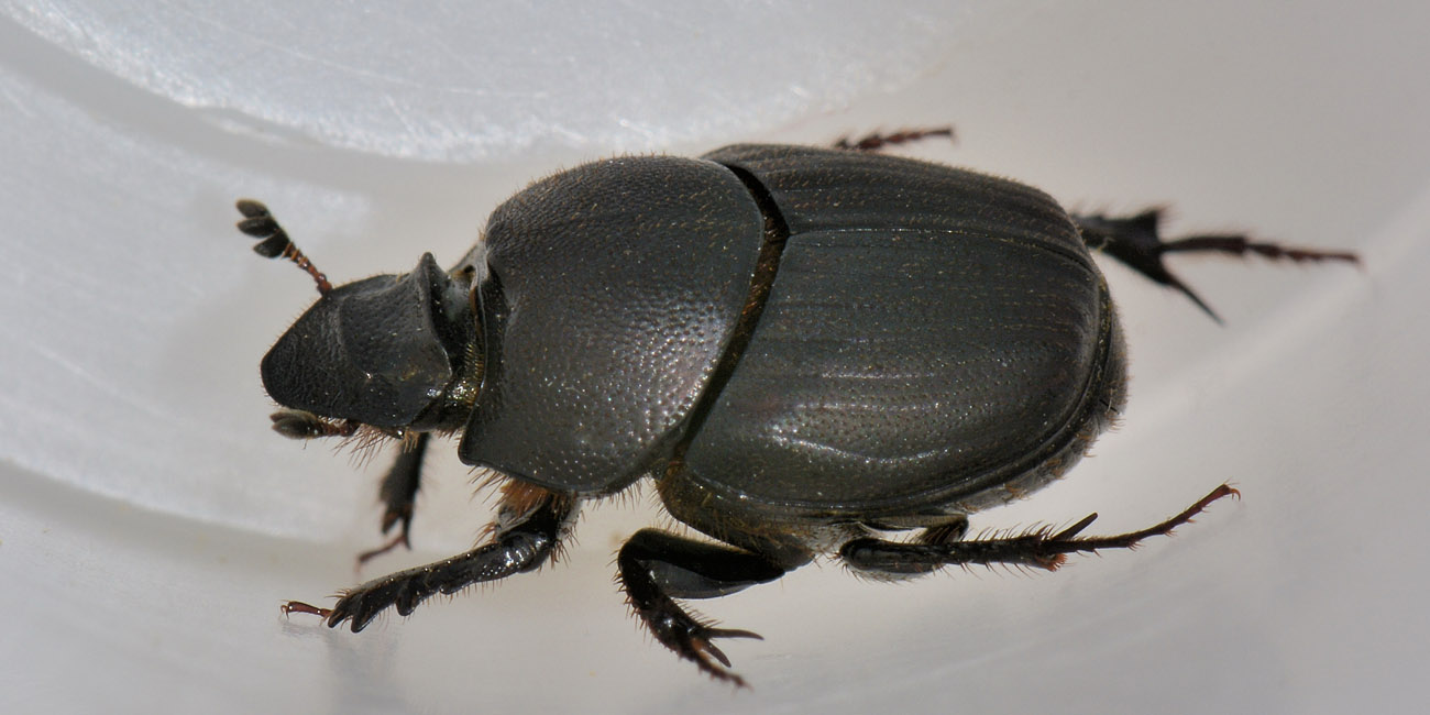 Onthophagus verticicornis, femmina, Scarabaeidae